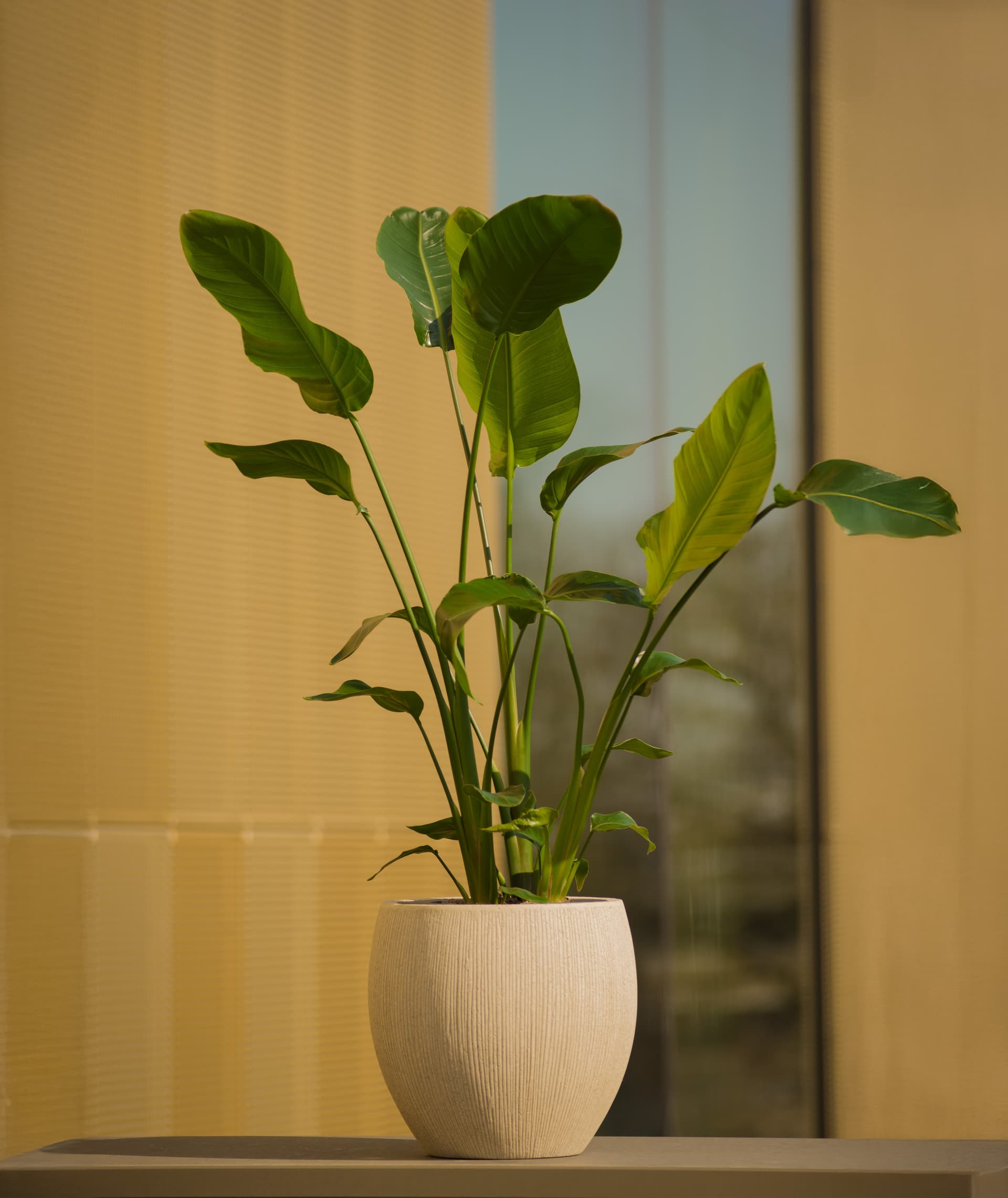 Natural Beige Plant Pot